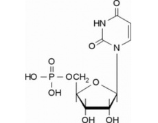 5-尿苷一磷酸