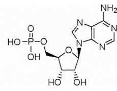 5´-腺苷一磷酸