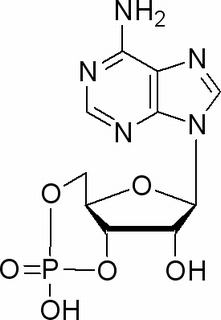 植物激素及核酸类