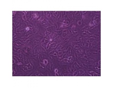 BRL大鼠肝细胞