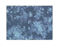PC-12大鼠肾上腺嗜铬细胞瘤细胞