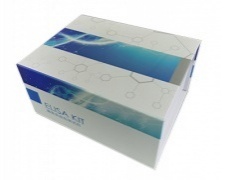 考马斯亮蓝法蛋白含量测试盒(分光光度法/48样)