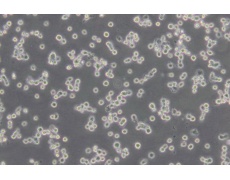AgC11x3A; NR8383.1 大鼠肺泡巨噬细胞