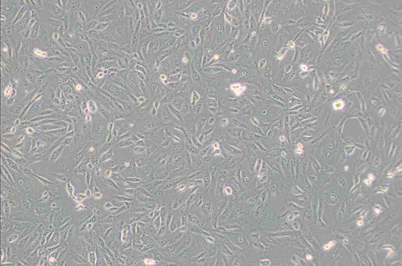 BS-C-1非洲绿猴肾细胞