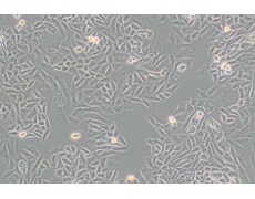 CTLA4/Ig-24中国仓鼠卵巢细胞