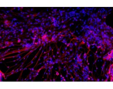 小鼠皮层神经元细胞