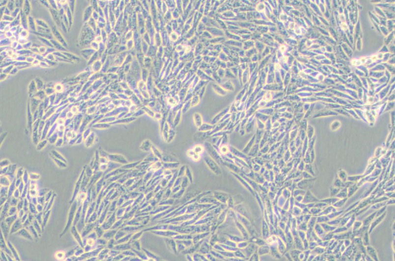 Lec1/Pro-5WgaRI3C仓鼠卵巢细胞