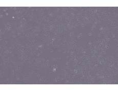 MDCK(NBL-2)犬肾细胞