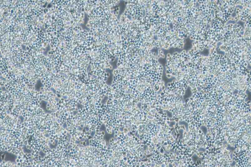 F9小鼠胚胎癌细胞