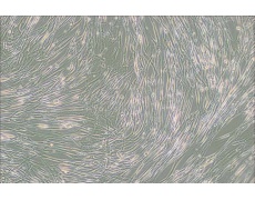 IMR-90人胚肺成纤维细胞