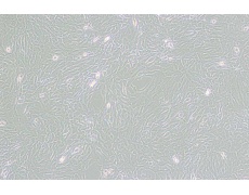 GC-2spd(ts)小鼠精母细胞