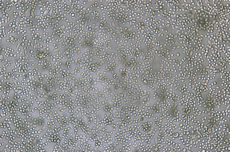 L6565小鼠白血病克隆细胞系