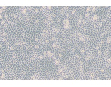 LM/TK小鼠胸腺激酶缺陷细胞