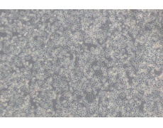 LWnt-3A小鼠皮下结缔组织细胞