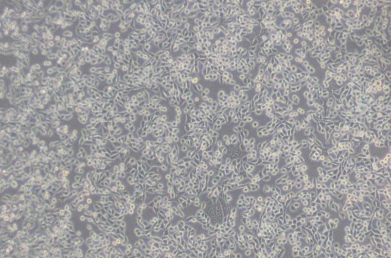 LWnt-3A小鼠皮下结缔组织细胞