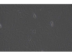 MC3T3-E1 Subclone 24小鼠胚胎成骨细胞前体细胞