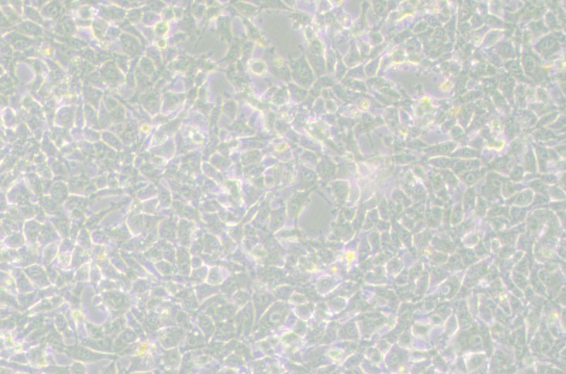 MSTO-211H人肺癌细胞