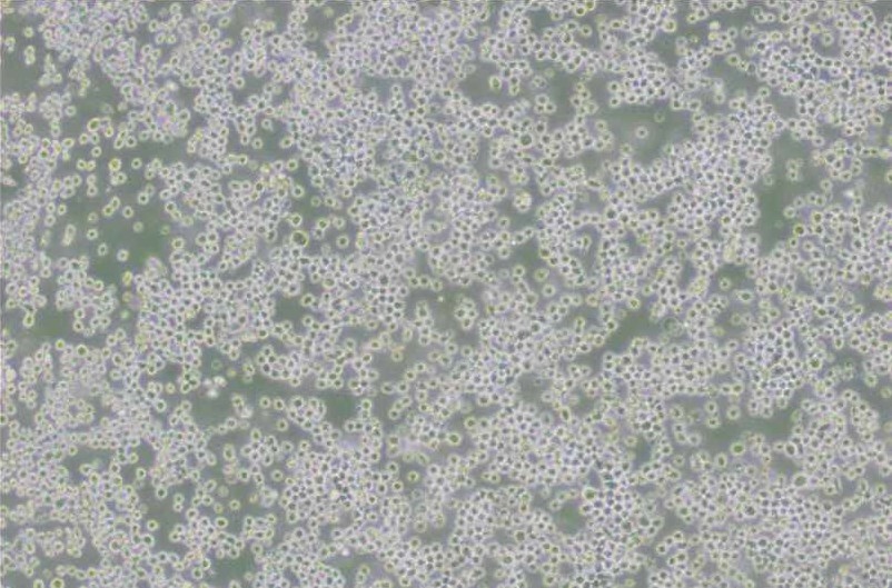 OKT-3小鼠杂交瘤细胞(抗CD3)