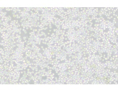 P3X63Ag8小鼠骨髓瘤细胞