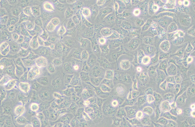 NCI-H661人大细胞肺癌细胞