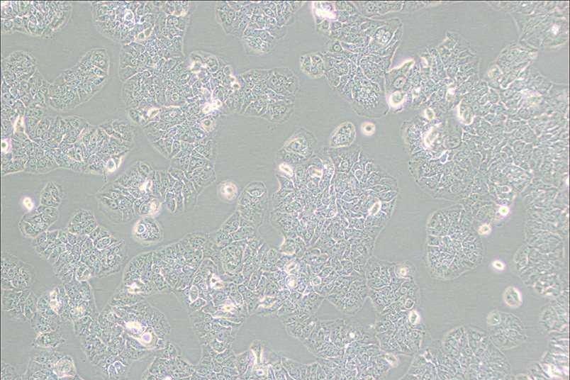 NCI-H1437人肝癌细胞
