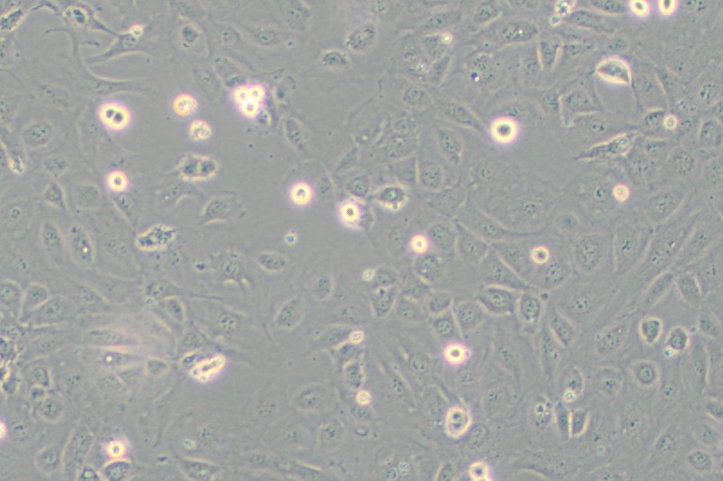 SV40 MES13小鼠肾小球系膜细胞