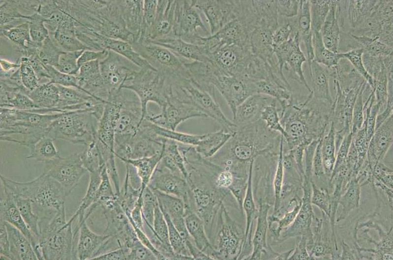 3T3-Swiss albino小鼠胚胎成纤维细胞