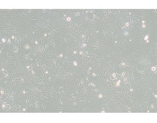 C8-D1A小鼠小脑星形胶质细胞