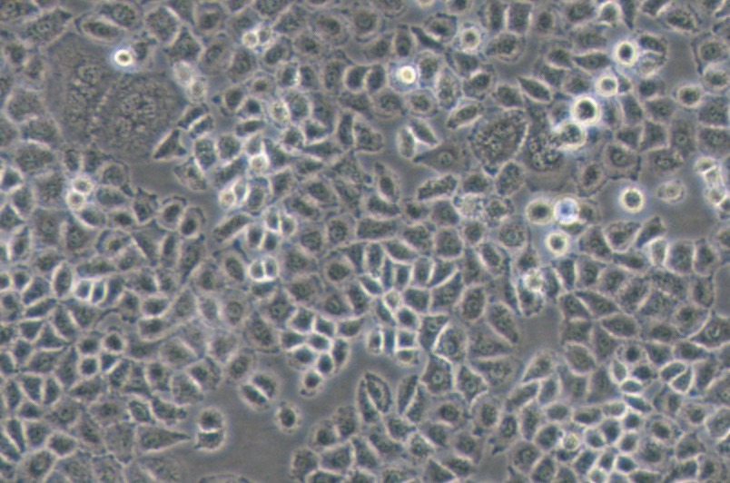 NCI-H838人非小细胞肺癌细胞