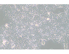 2V6.11人胚肾细胞