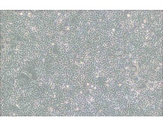 293[HEK-293]人胚肾细胞