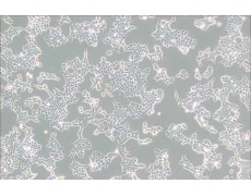 293T[HEK-293T]人胚肾细胞