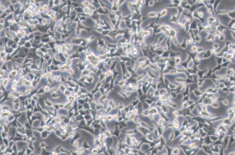 D283Med人脑髓母细胞瘤细胞