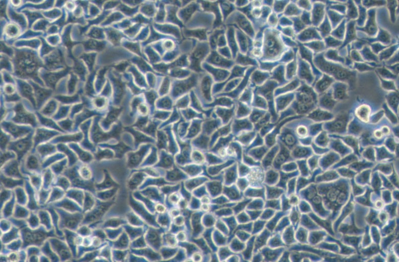 Hela-S3人宫颈癌细胞