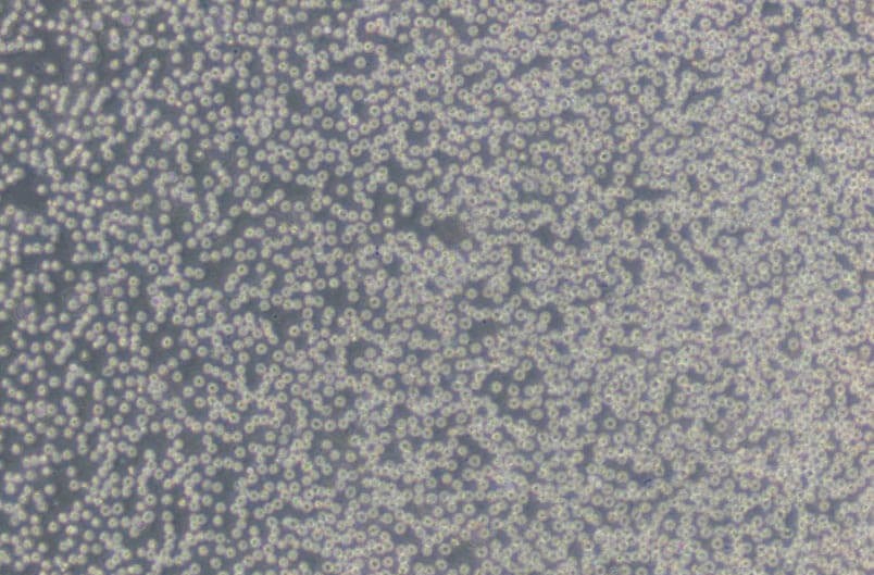 HL-60人原髓细胞白血病细胞