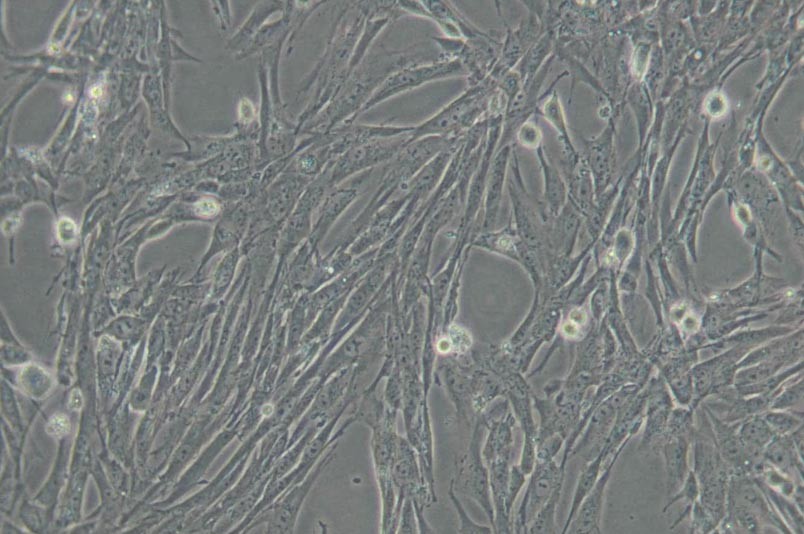 BHK-21/C-13仓鼠肾成纤维细胞