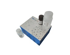 支链氨基酸转氨酶(BCAT)活性测定试剂盒分光法/24样