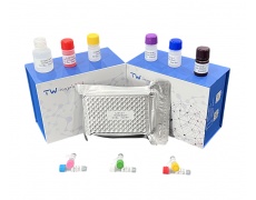 兔白细胞介素17（IL-17）试剂盒