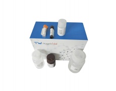 D-乳酸(D-LA)含量检测试剂盒(WST显色法)(微量法/100T)