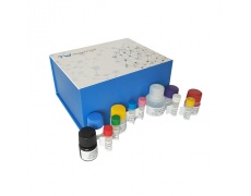 科研人白介素12A（IL-12A)ELISA试剂盒  