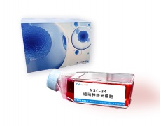 细胞株