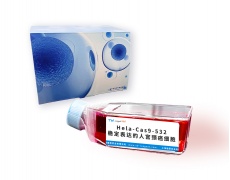 细胞株