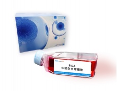 细胞株