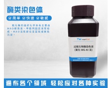 酶类染色