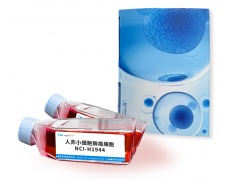 人细胞系