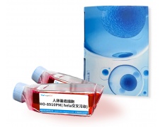 人细胞系