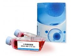 细胞系专用培养基