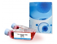 人细胞系