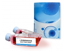 人细胞系