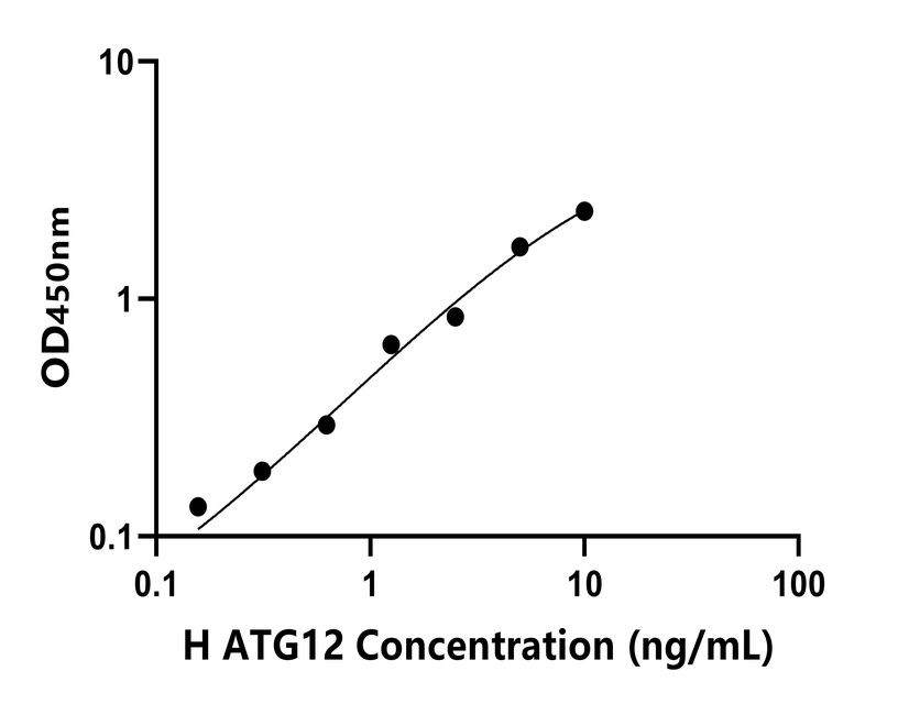 人(ATG12)检测试剂盒